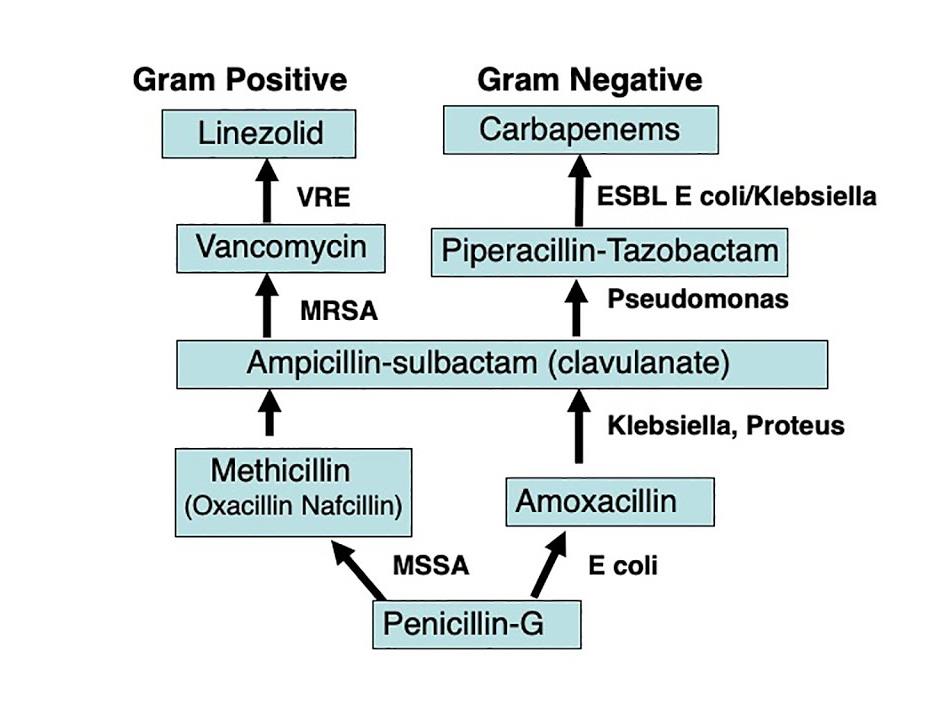The Antibiotic Ladder
